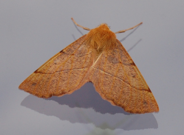 vlinder-Colotois pannaria
