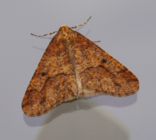 vlinder-Erannis defoliaria