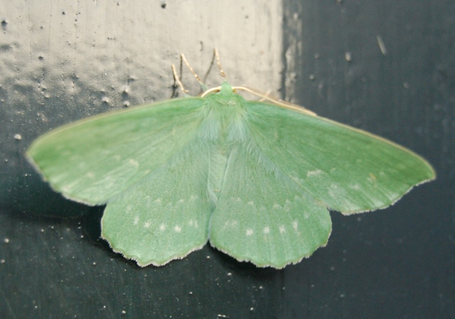 vlinder-Geometra papilionaria