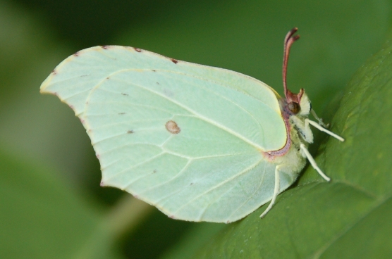 vlinders-Gonepteryx-rhammi-citroenvlinder-2