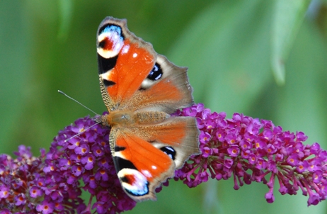 vlinders-Inachis-io-dagpauwoog-2