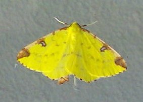 vlinder-Opisthograptis luteolata