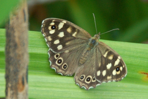 vlinders-Pararge-aegeria-2