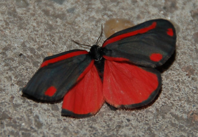 vlinder-Tyria jacobaeae