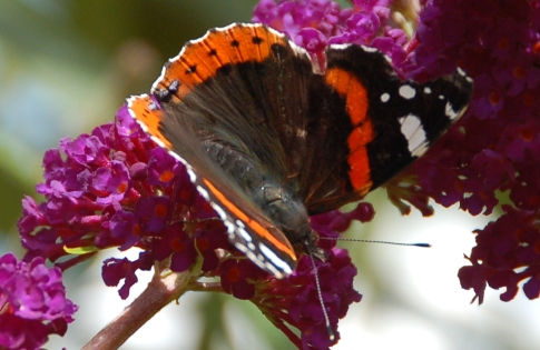 vlinders-Vanessa-atalanta-atalanta-2