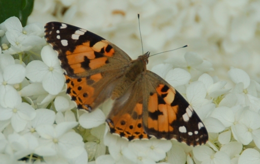 vlinders-Vanessa-cardui-distelvlinder-2